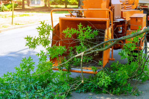 Best Hazardous Tree Removal  in USA