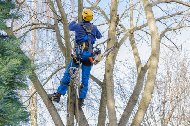 Best Tree Risk Assessment  in USA